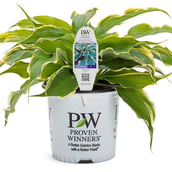 Proven Winners 0.65 Gal. Shadowland Hope Springs Eternal Hosta (Hosta Hybrid) Live Perennial Plant with Blue and White Foliage