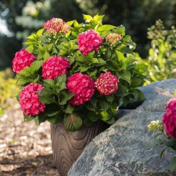 Endless Summer 1 Gal Summer Crush Hydrangea Macrophylla Shrub With Raspberry Red To Neon 8493