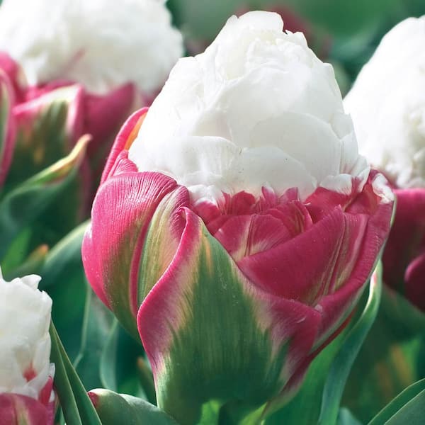 Van Bourgondien Ice Cream Double Peony Tulip Bulbs (25-Pack) 02795 ...