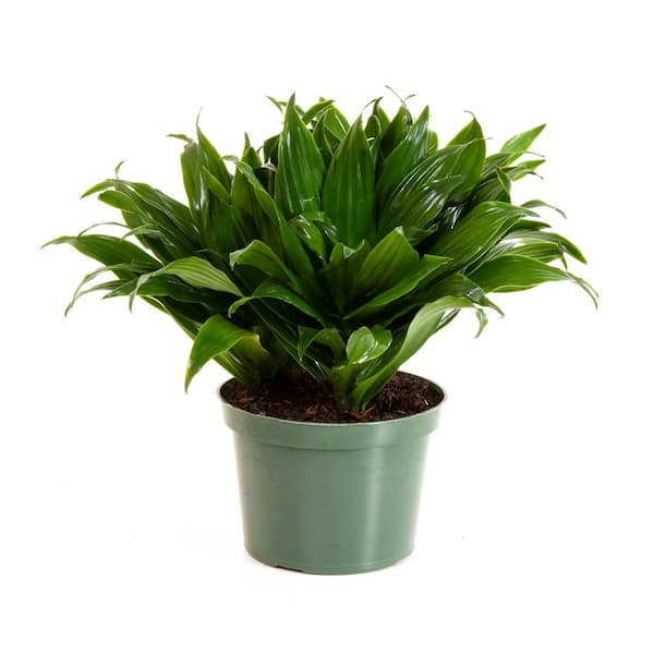 United Nursery Janet Craig Compacta in 6 inch Grower Pot