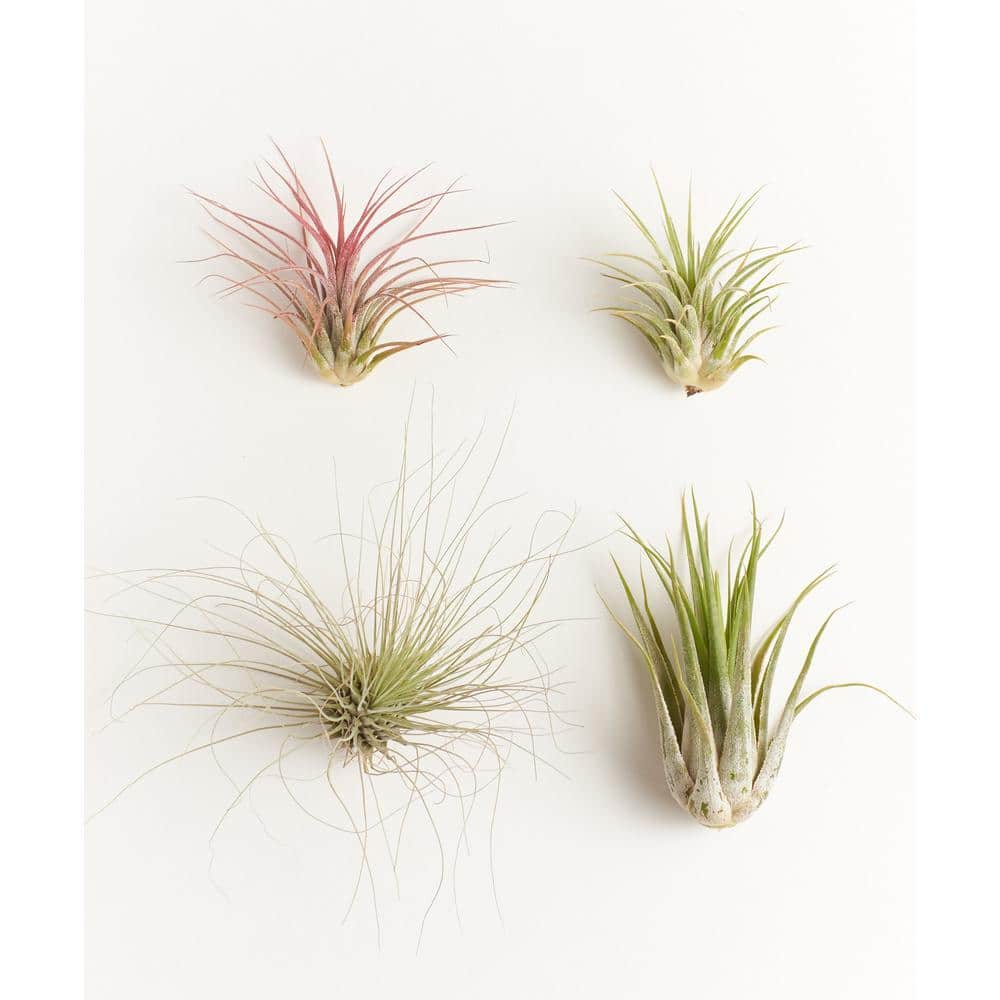 wooden hanging plant holder Wooden Wall Hook for Hanging Plants main image 0