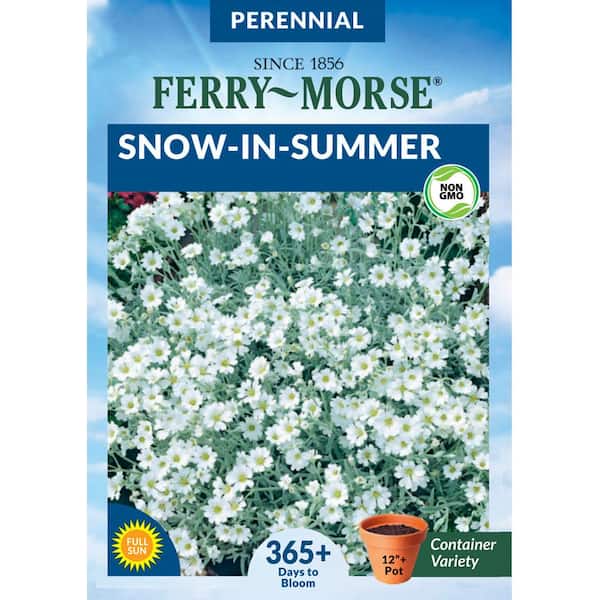 Ferry-Morse Snow in Summer Flower Seed