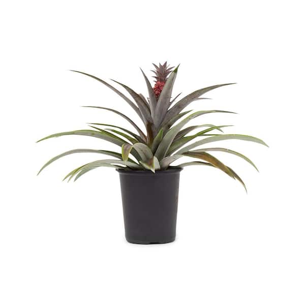 Pure Beauty Farms 1 Qt. Pineapple Plant Mini Me Cathy Red in 4.6 in. Grower's Pot
