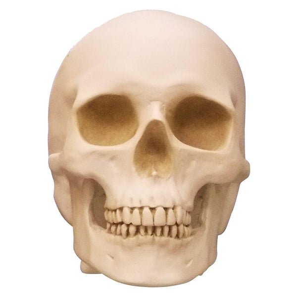 HUMAN SKULL - Finished in Museum White