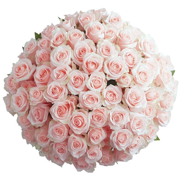 Globalrose 50 Pink Roses- Fresh Flower Delivery