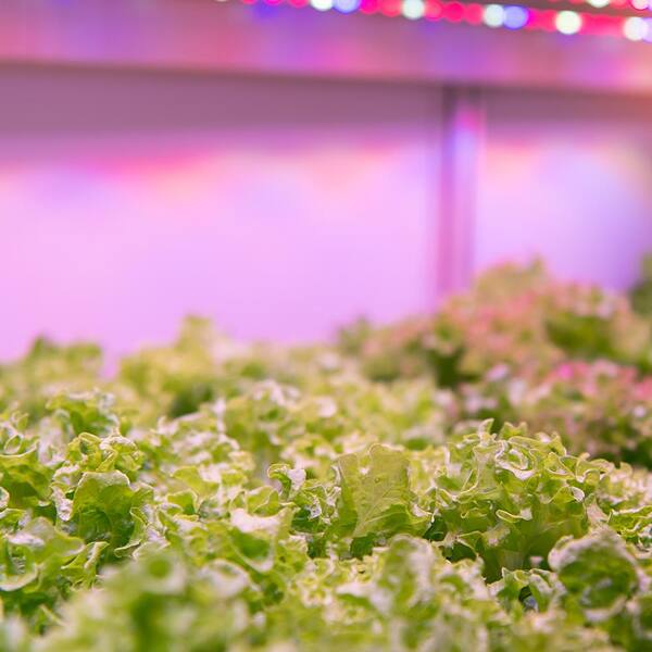 Feit Electric 2 ft. 4-Light 60-Watt White LED Hydroponic Non