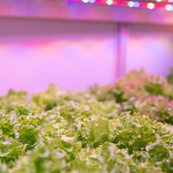 Full Spectrum LED Grows Light For Hydroponic Greenhouse Plant Aquatic Plants Veg 