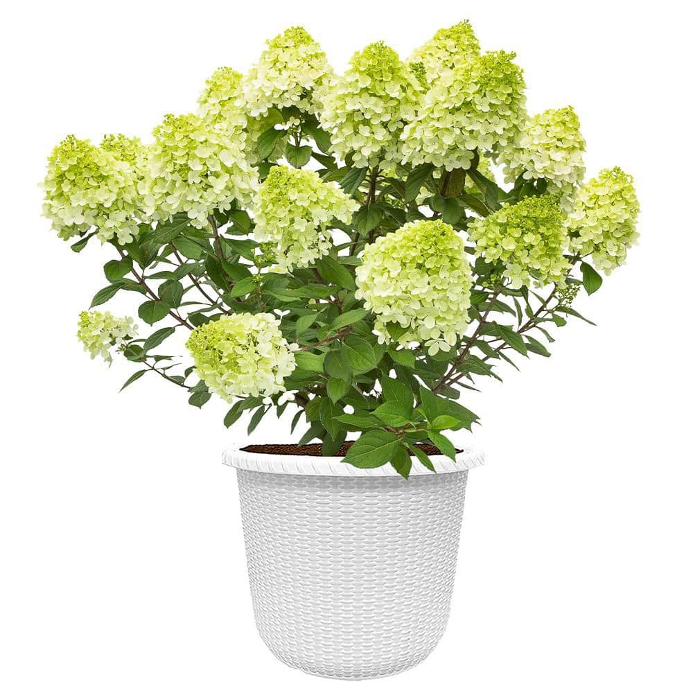 PROVEN WINNERS 2 Gal. Little Lime Punch Hydrangea Shrub with White