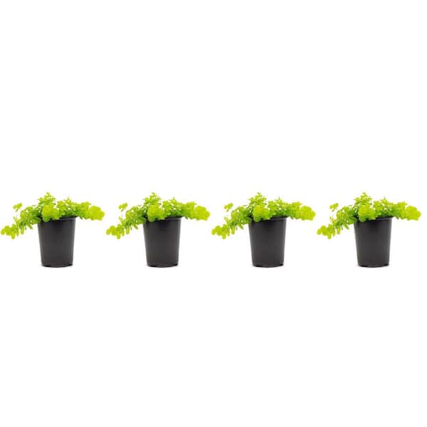 1.38 Pt. Creeping Jenny Lysimachia Plant in 4.5 In. Grower's Pot (4-Plants)