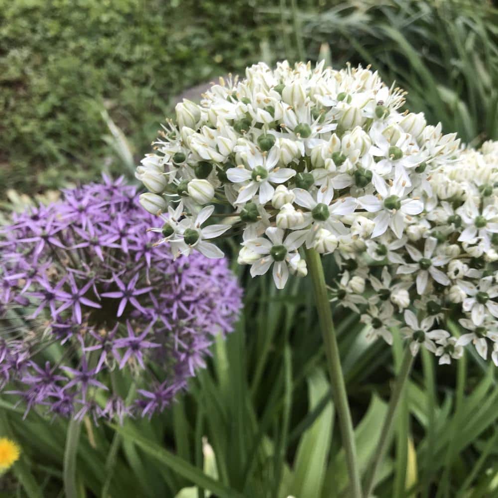 Wild About Allium Mixed Plant Bulbs (8-Pack)