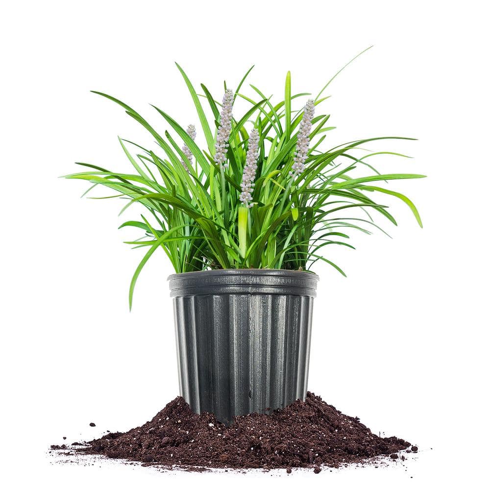 Monroe White Liriope 1 Gal. Growers Pot, White Stalk Flowering Plant price history on PriceWatchPro
