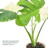 Arcadia Garden Products 4 in. Monstera Thai Constellation Plant