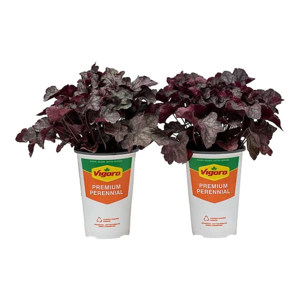 Vigoro 2.5 Qt. Vigoro Heuchera Carnival Rose Granite in 6.33 in. Grower's Pot (2-Plants)