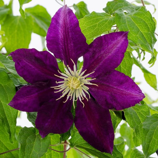 clematis METROLINA GREENHOUSES 2.5 Qt. H.F. Young Clematis Perennial