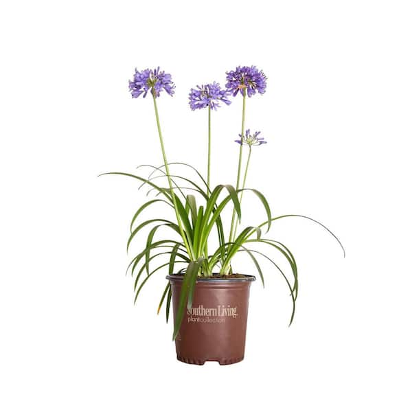 SOUTHERN LIVING 1.5 Gal. Ever Sapphire Agapanthus (Lily of the Nile) Perennial Plant with Reblooming Violet Blue Flower Clusters