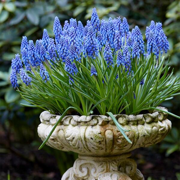 Violet Hyacinth Flower Seeds For Planting - 100 Pcs