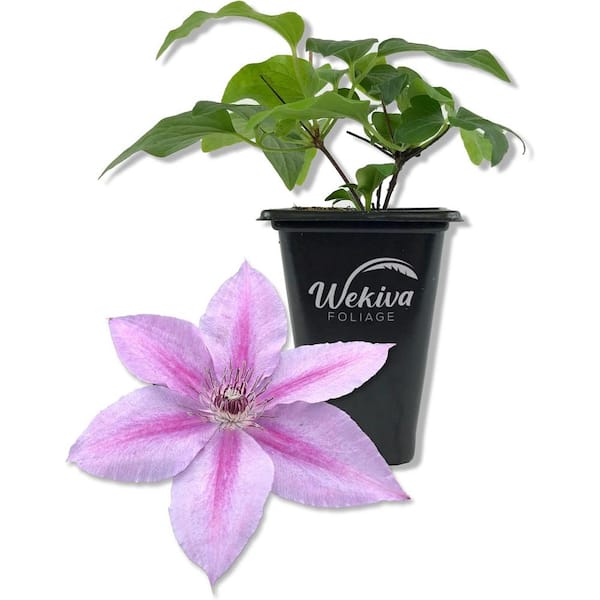 Wekiva Foliage Clematis Rosalie-Live Starter Plant in a 2 Inch Growers Pot-Starter Plants Ready for The Garden