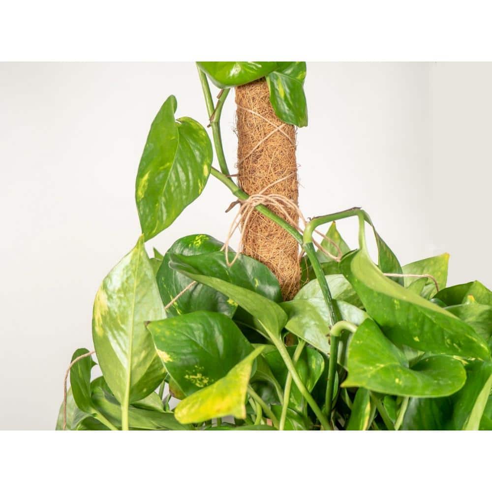 24-Inch Natural Coco Moss Plant Support Stakes, 4-Pack