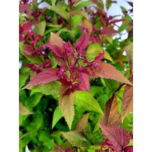 3 Gal. Double Play Doozie Spirea Flowering Live Shrub with Red Flowers