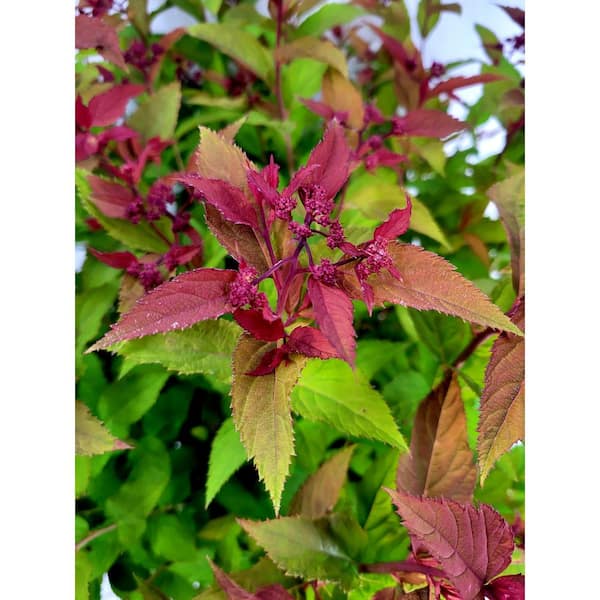 PROVEN WINNERS 3 Gal. Double Play Doozie Spirea Flowering Live Shrub with Red Flowers
