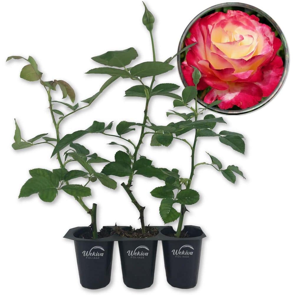 Double Delight Rose Bush -3-Live Starter Plants in 2 in. Pots-Beautifully Fragrant Rose from Florida price history on PriceWatchPro