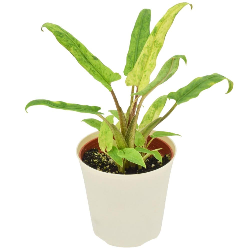 4 in. Alocasia Lauterbachiana Mint Plant in Beige Plastic Pot Cover Planter price history on PriceWatchPro