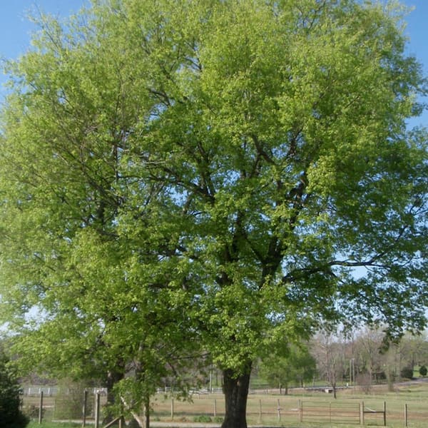 Wekiva Foliage Sugarberry Tree-Live Tree in a 3 Gallon Pot-Celtis Laevigata-Native Plant Beautiful Color Changing Foliage