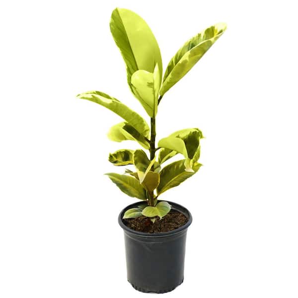 national PLANT NETWORK 1 Gal. Ficus Altissima Yellow Gem Plant