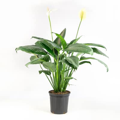 Peace Lily Indoor Plants Garden Center The Home Depot