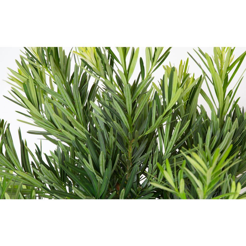 2.5 Gallon Dark Green Needle-like Foliage Evergreen Shrub
