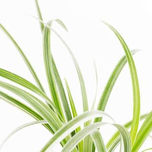 2 Qt. Silvery Sunproof Variegated Liriope Green Perennial Plant (3-Pack)