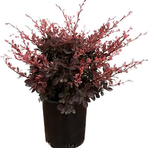 2.5 qt. Rose Glow Barberry (Berberis t. 'Rose Glow') Deciduous Live Shrub with Multicolored Foliage 2-Pack