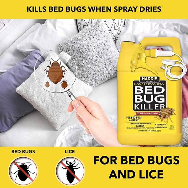 steamer for bed bugs home depot