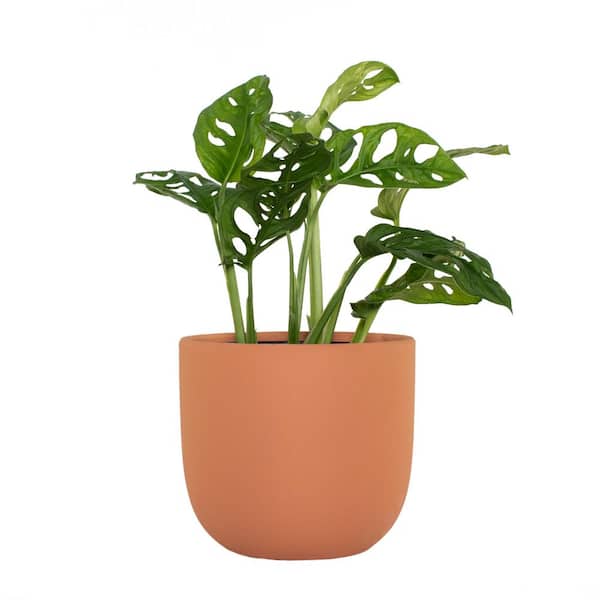 national PLANT NETWORK 7 In. Terracotta Bowl Planter with 6 In. Monstera Adansonii (1-Piece)