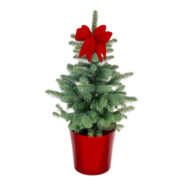 Unbranded 10 in. Holiday Blue Spruce Tree (Picea pungens glauca) Live Shrub in Bright Red Pot with Red Holiday Bow