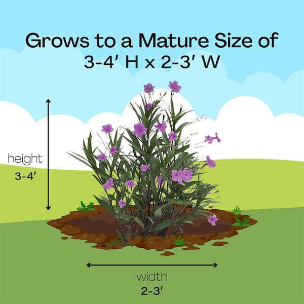2.6 qt. Mexican Petunia Plant with Purple Flowers 16917 - The Home