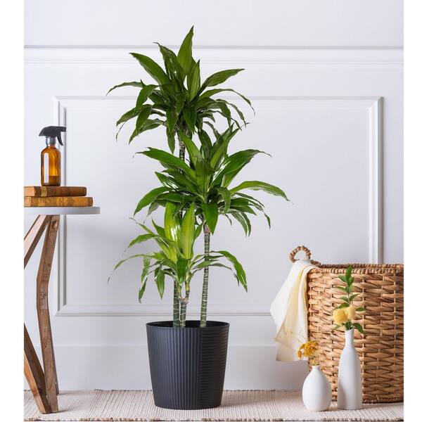 United Nursery 10 in. Dracaena Janet Craig Plant in Grower Pot DRACJCR10GP  - The Home Depot