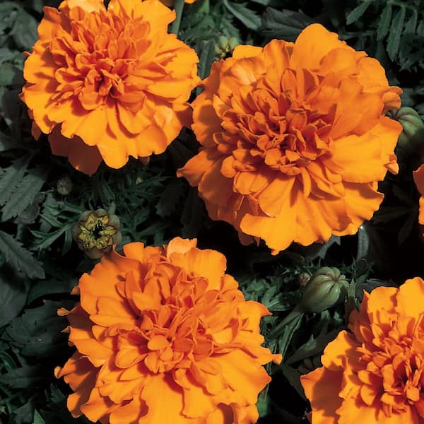 Unbranded 4 in. Dwarf French Orange Marigold Plant (6-Pack)