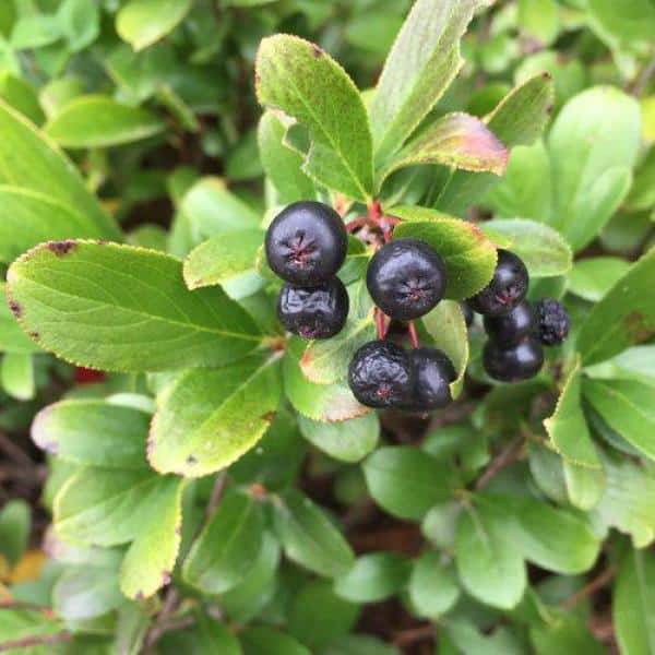 Chokeberry (Aronia) Low Scape Mound