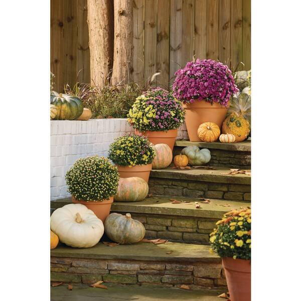 METROLINA GREENHOUSES 3 Qt. Yellow, Purple Drop N Decorate Mum