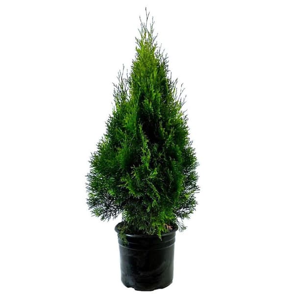 2.25 Gal. Emerald Green Arborvitae (Thuja occidentalis 'Smaragd