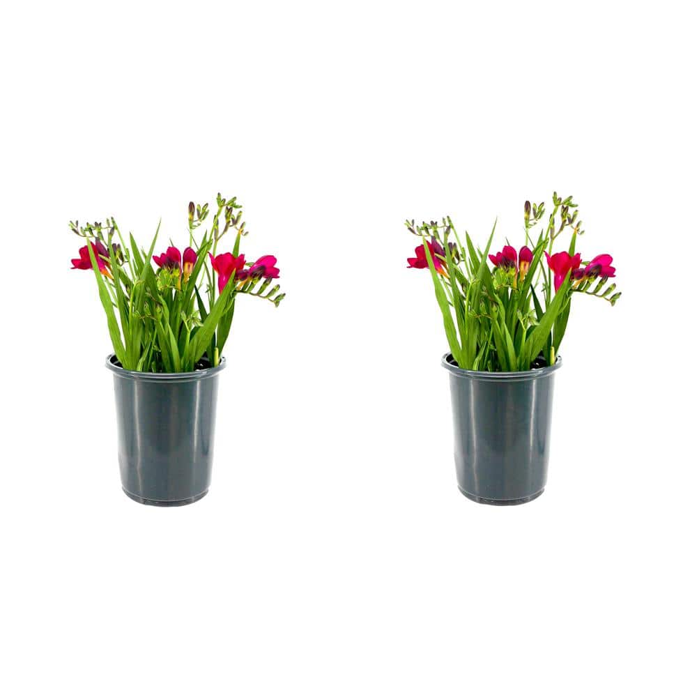 Annual Freesia Rose in 2.5 qt. Pot (2-Pack)