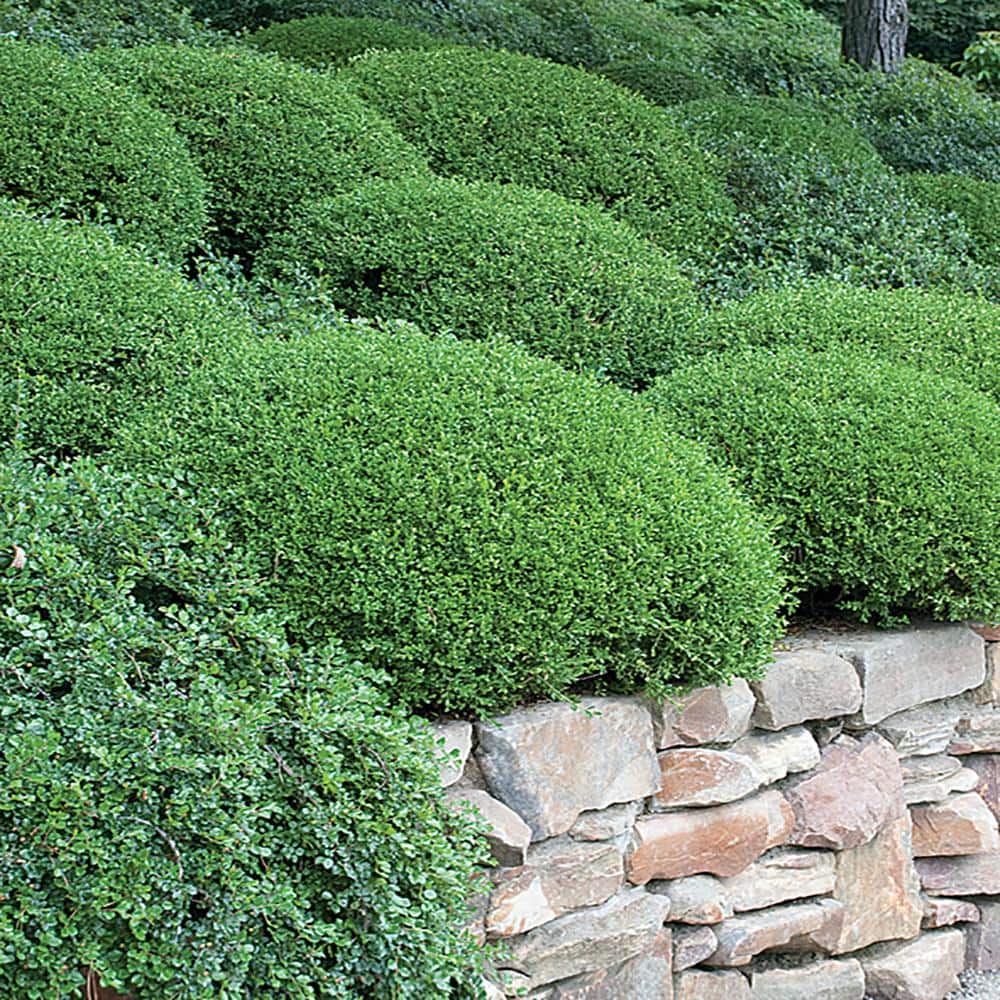 Amazon.com : 10 Dwarf Burning Bush Hardy Bare Root Plants