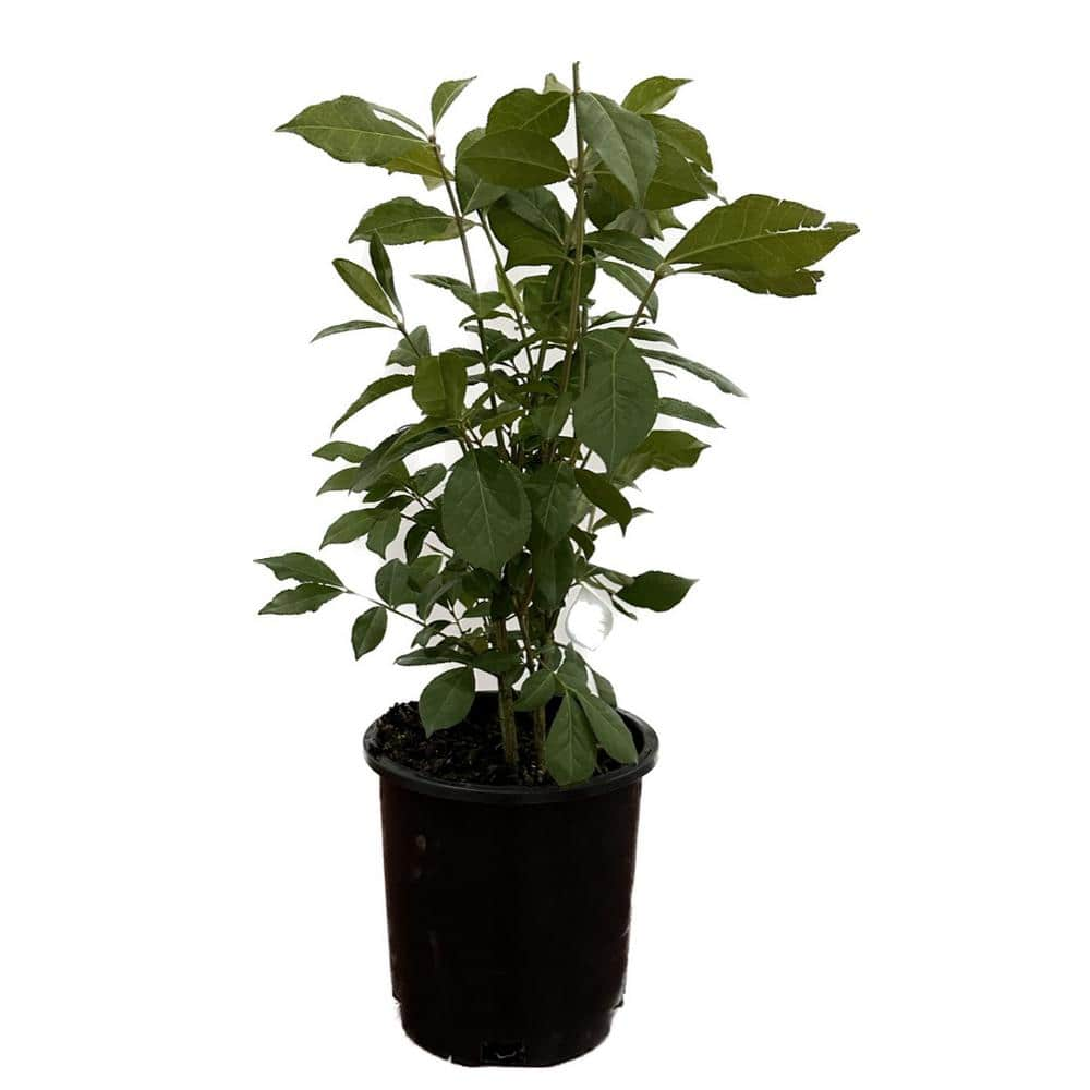 2.5 Qt. Dwarf Burning Bush Euonymus Live Shrub with Red Foliage 230001 ...