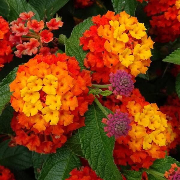 Pennington 1 Gal. Red Lantana Bloomify Annual Plant (1-Pack ...