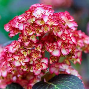 4 in. Pot Miss Saori Hydrangea Live Potted Plant White and Pink Flowers (1-Pack)