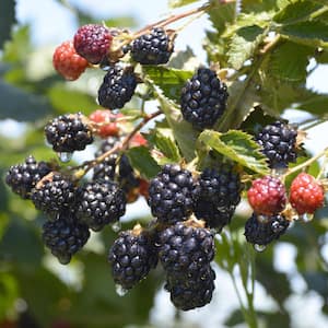 2.5 qt. Natchez Blackberry Plant