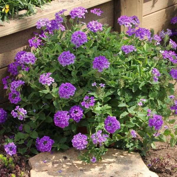 national PLANT NETWORK 2.5 in. Verbena Homestead Purple Annual