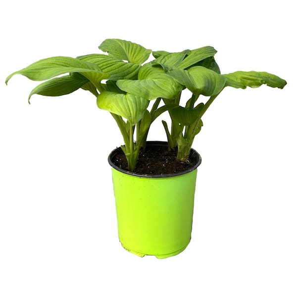 1.5 GL Hosta Guacamole Perennial Plant with White Flowers-1 Pack