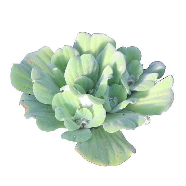 Unbranded Water Lettuce Floating Water Plant